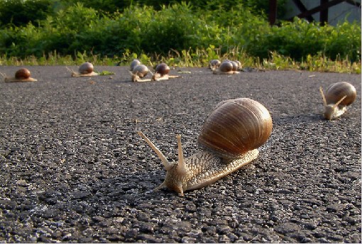 The Race - Snail, Helix pomatia,Frydek-Mistek, 27th May 2006, Czech rep.