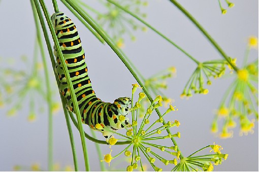 Old World Swallowtail-caterpillar - Papilio machaon 10th August 2008, Myslik, Beskydy Mts., Czech rep.