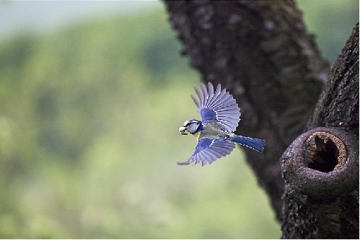 Eurasian blue tit - Myslik, Beskydy Mts.,Czech rep.11th May 2014