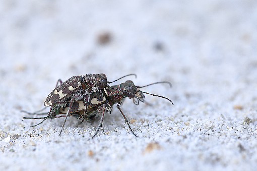 Cicindela sylvicola - Cupek, Beskydy Mts.,Czech rep.,10th Jun