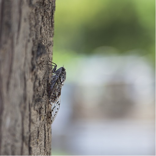 Cicada - Kalymnos Isl., Greece, 27th Jun 2014