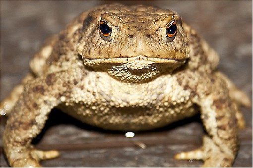 Common toad - Bufo bufo, Czech republic, July 2011