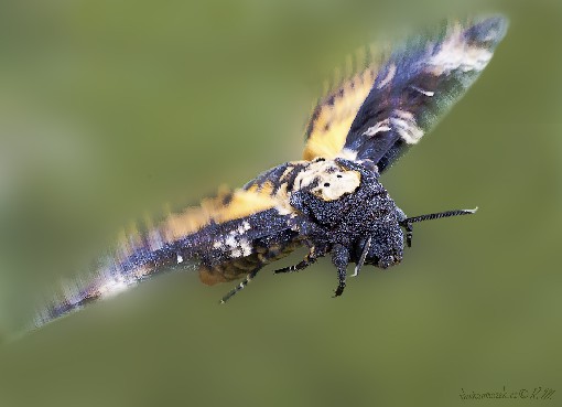 Death's Head Hawkmoth - Acherontia atropos