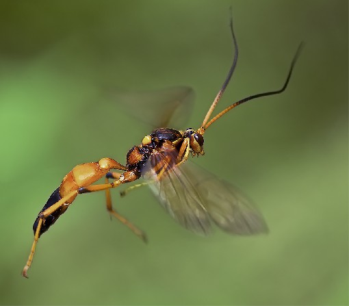 Rhyssa - Hymenoptera, June 2015, Moravia, Czech republic