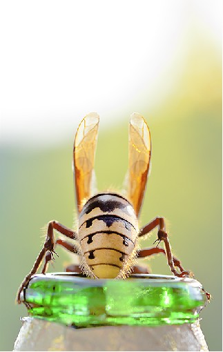 Hornet I. - Vespa crabro, 19th May 2012, Beskydy Mts., Czech rep.