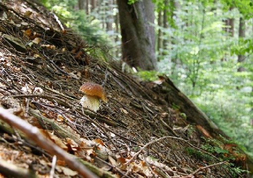 Boletus II. - Moravka, Beskydy Mts., Czech rep., 8th October 2007