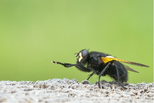 The Fly - 10th June, 2012,Myslik, Beskydy Mts., Czech rep.