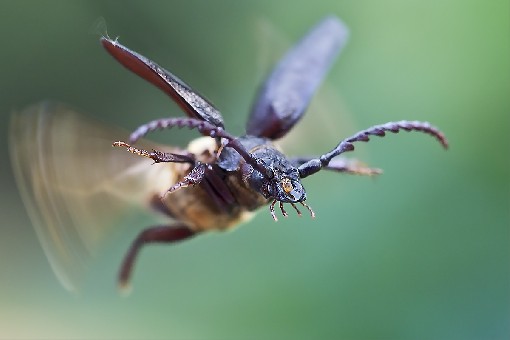 Prionus coriarius - Moravia, August 2015, Czech republic