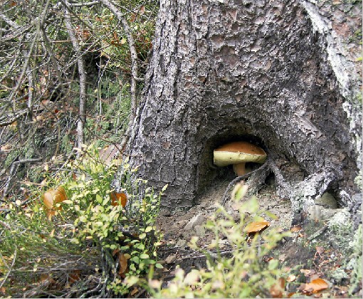 Boletus I. - Moravka, Beskydy Mts., Czech rep., 8th October 2007