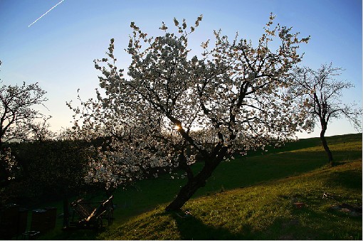 Cherry at sunset - Myslik,Beskydy Mts., Czech rep., 22th April 2007