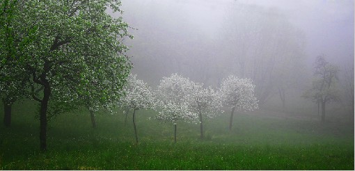 Cherry in the mist - Myslik,Beskydy Mts., Czech rep., 29th April 2007