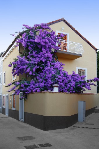 Bougainvillea - Losinj, Croatia, 28.6.2007