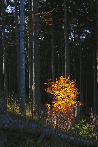 Mt.Little Smrk - Beskydy Mts, 21st September 2012, Czech rep.